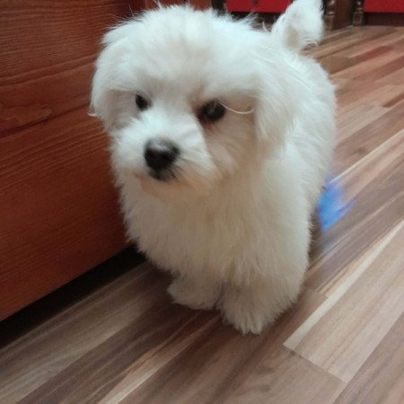 Máltai selyemszőrű