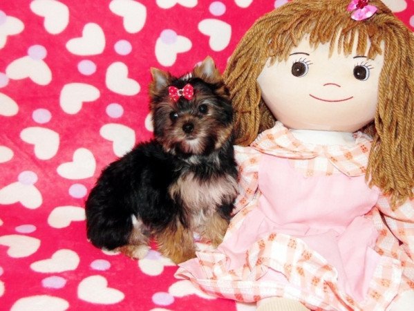 Yorkshire Terrier, Yorki