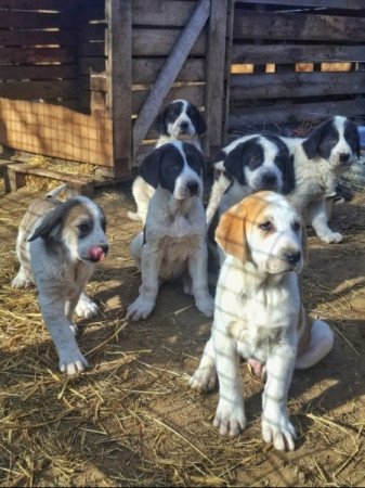 Közép-ázsiai juhász kutya