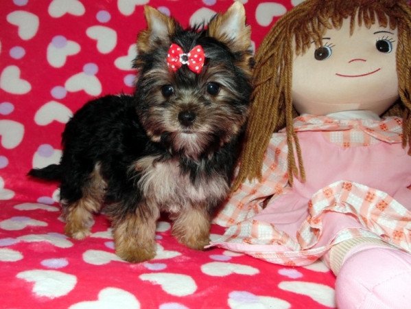 Yorkshire Terrier, Yorki