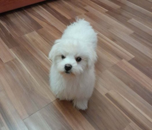 Máltai selyemszőrű