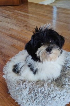 Bichon havanese