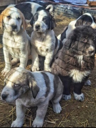 Közép-ázsiai juhász kutya