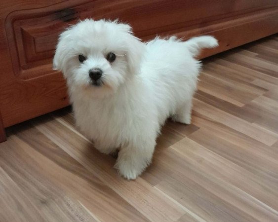 Máltai selyemszőrű