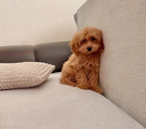 Maltipoo maltai es torpe uszkar