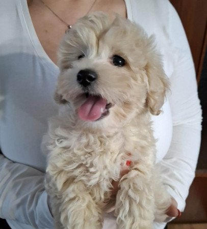 Maltipoo