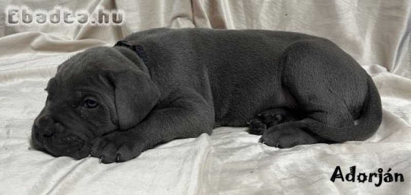 Cane corso kölykök gazdit keresnek