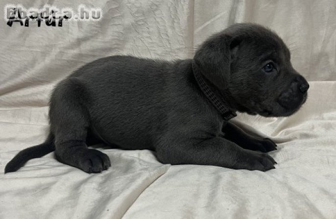 Cane corso kölykök gazdit keresnek