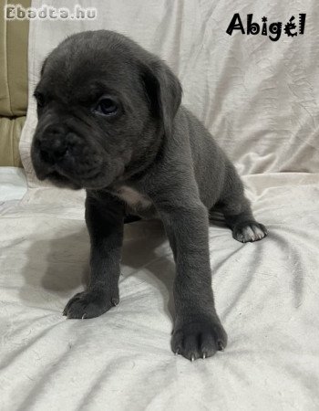 Cane corso kölykök gazdit keresnek