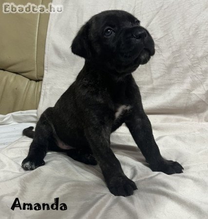 Cane corso kölykök gazdit keresnek