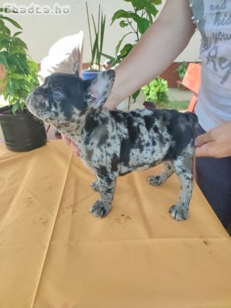 Francia bulldog Blue merle tan szuka 8 hetes