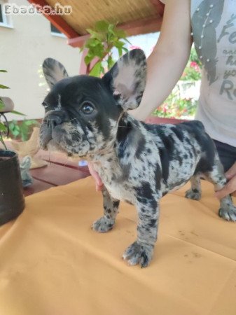 Francia bulldog Blue merle tan szuka 8 hetes