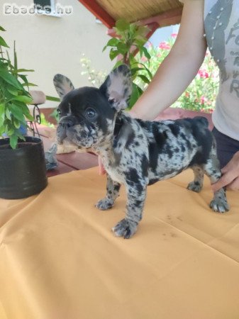 Francia bulldog Blue merle tan szuka 8 hetes