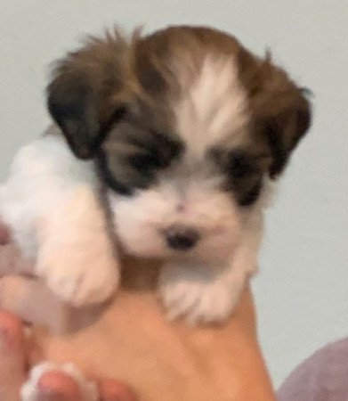 Bichon havanese