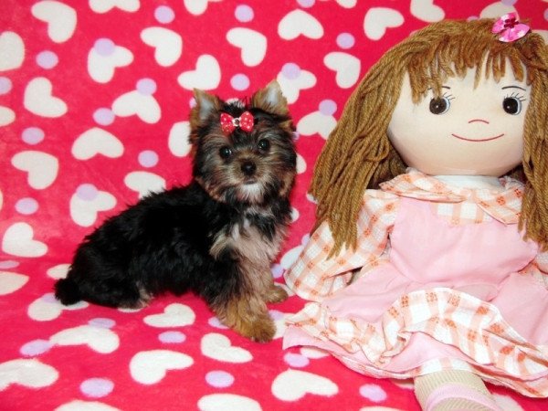 Yorkshire Terrier, Yorki