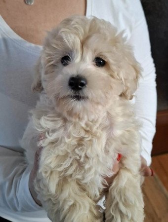 Maltipoo