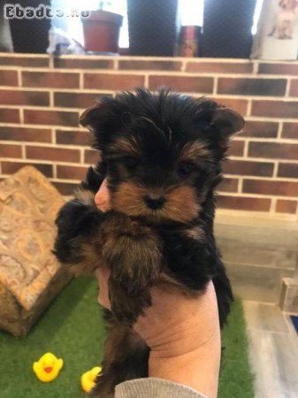 Yorkshire terrier kölyök