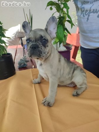 Francia bulldog sable merle tan szuka 8 hetes