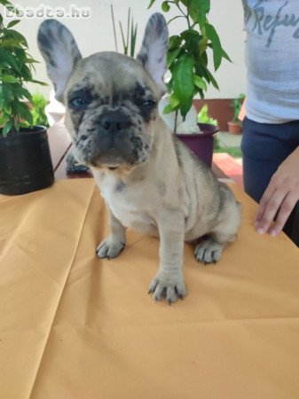 Francia bulldog sable merle tan szuka 8 hetes