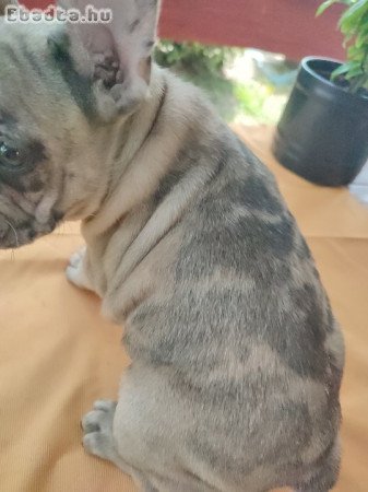 Francia bulldog sable merle tan szuka 8 hetes