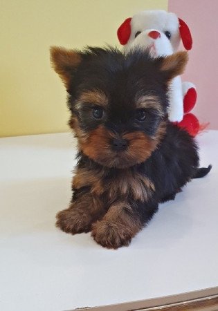 yorkshire terrier