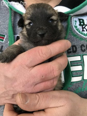 Foglalhatóak,nagyon szép Spicc, Spitz kutyusok!