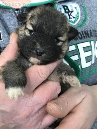 Foglalhatóak,nagyon szép Spicc, Spitz kutyusok!