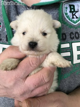 Foglalhatóak,nagyon szép Spicc, Spitz kutyusok!