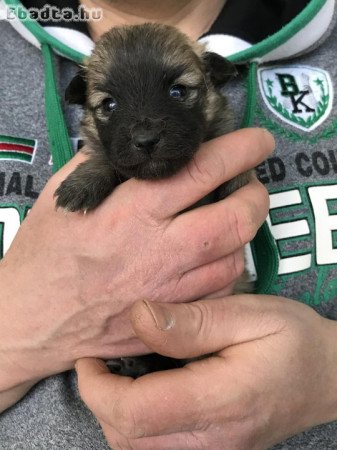 Foglalhatóak,nagyon szép Spicc, Spitz kutyusok!