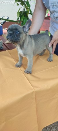 Francia bulldog Blue kan, kiskutya 8 hetes