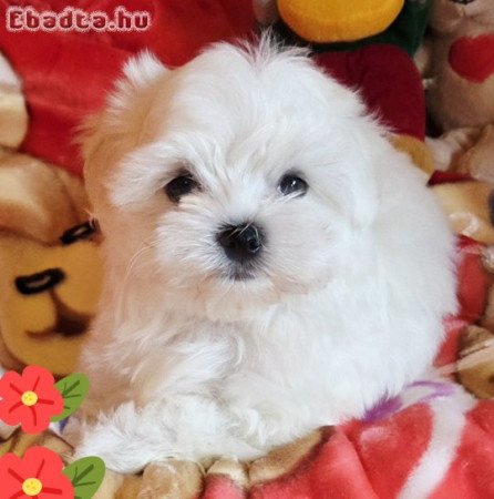 Gyönyörűszép  Bichon Havanese kis méretű kiskutyák