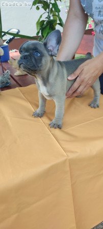 Francia bulldog Blue kan, kiskutya 8 hetes