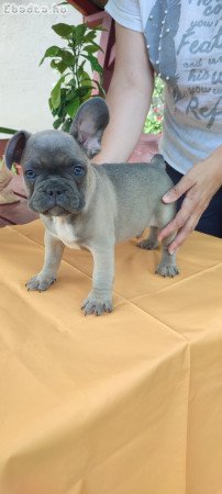 Francia bulldog Blue kan, kiskutya 8 hetes