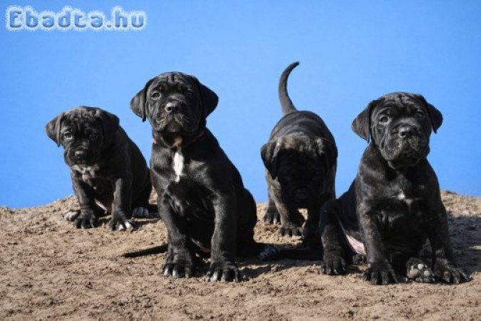 Cane Corso kölykök