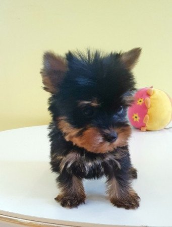 yorkshire terrier