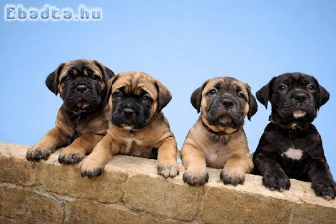 Cane Corso kölykök