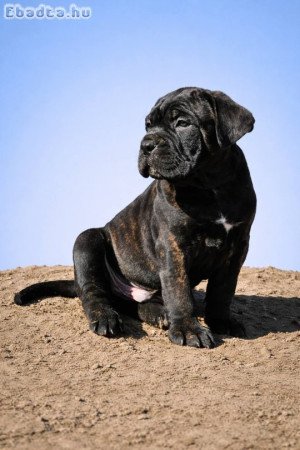 Cane Corso kölykök