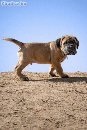 Cane Corso kölykök