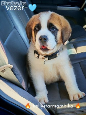 Bernáthegyi kis kan