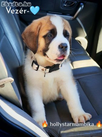 Bernáthegyi kis kan