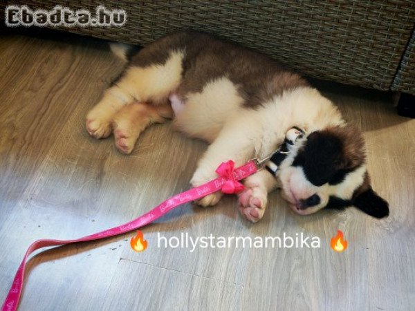 Bernáthegyi kislányka