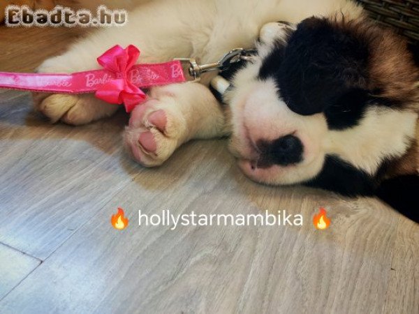 Bernáthegyi kislányka