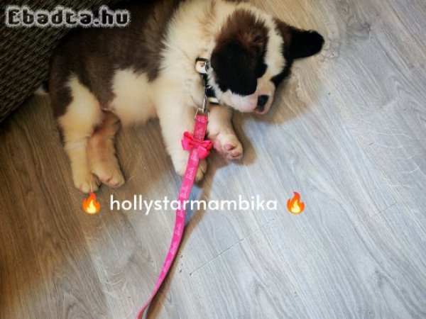 Bernáthegyi kislányka