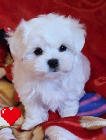Bichon Havanese