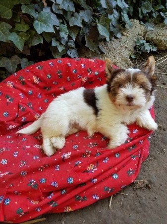 Yorkshire terrier biewer csoki