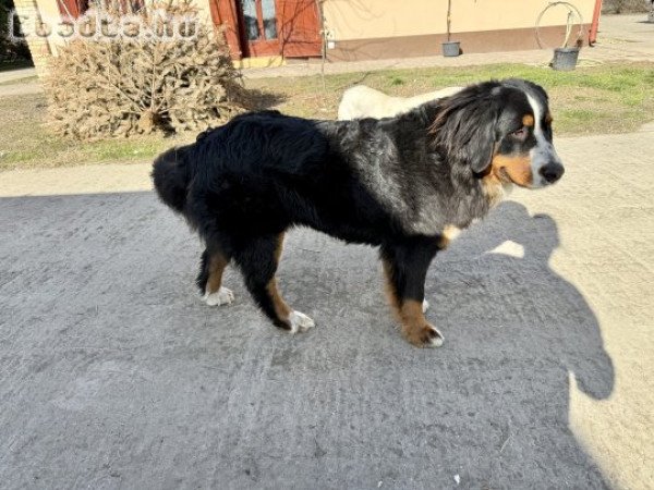 1 éves törzskönyves berni pásztor szuka