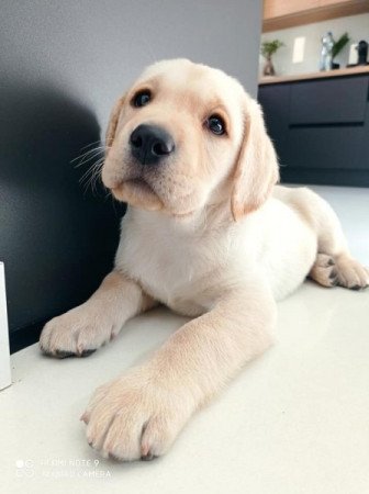 Labrador