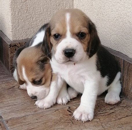 Beagle