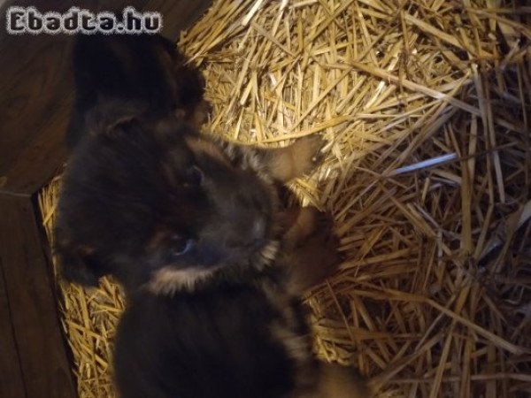 Német juhász kölyökkutya eladó