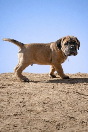 Cane Corso